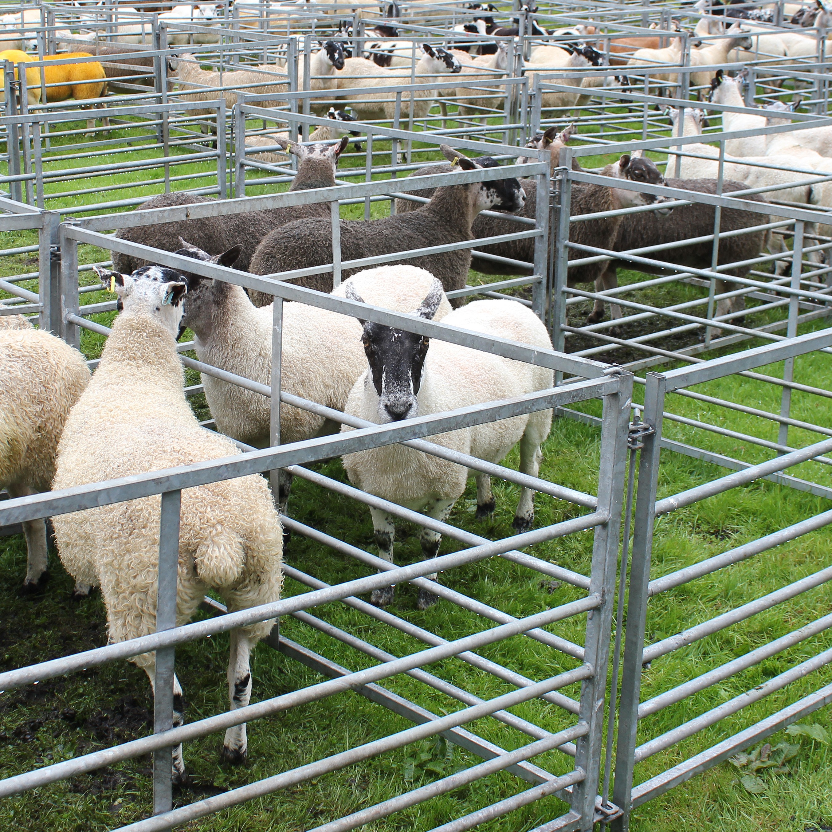 Sheep in pens