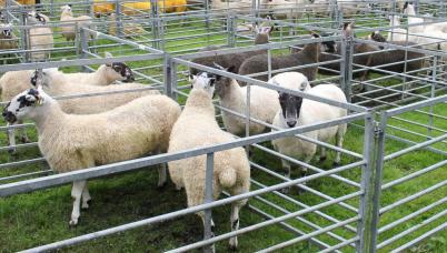 Sheep in an agricultural show