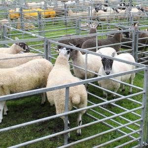 Sheep in an agricultural show