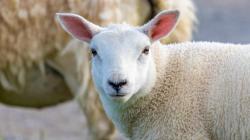 A sheep facing the camera 