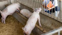 Pigs are observed in a trough
