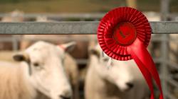 Sheep in the background of the first prize ribbon they've won
